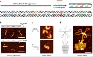 figures of dna