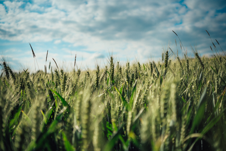 First Complete Genome Map of Ancient Wheat, Einkorn, Assembled