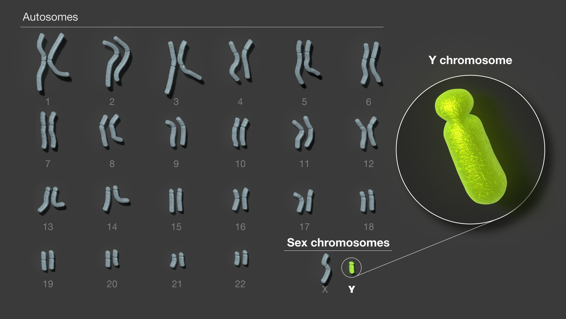 First Complete Sequence Of Human Y Chromosome Assembled