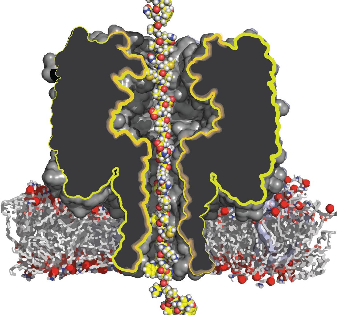 Artist impression of a protein transported through a nanopore