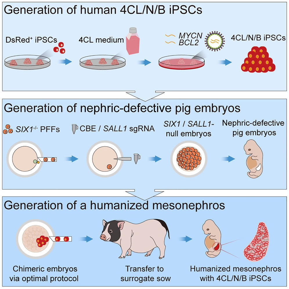 kidneys in pigs