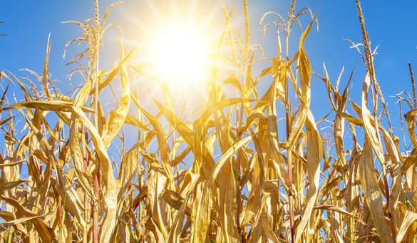 Scientists Develop New 'Climate Proof' Crops with Help of Nuclear  Technology