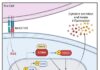 Taking the STING out of the Cytokine Storm