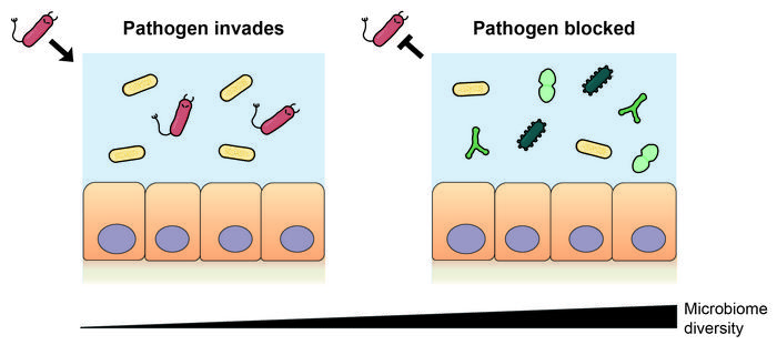 Diverse Gut Microbiomes Block Pathogen Colonization By Consuming ...