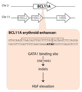 BCL11A map illustration