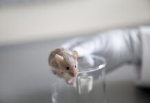 Lifespan in Mice Shortens with Increase in Nutrient Signaling to mTOR