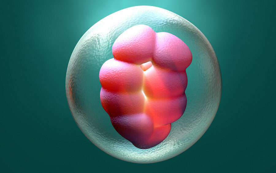 Gastruloids Model Molecular and Cellular Patterns of Mammalian Development