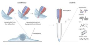 Infographic of double barrel nanopipette, demonstrating how it works. [Image designed by Somersault1824. Credit: University of Leeds]