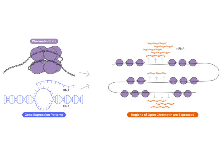 Multiomics Opens the Door: More Data, More Insight into Biology’s Complexity