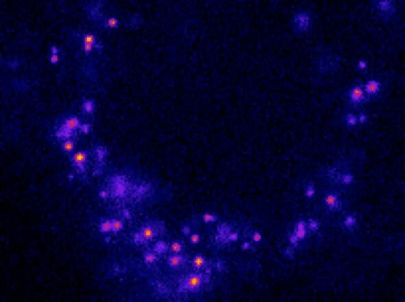 Viral Takeover of Cells Captured with Super-Resolution Microscopy