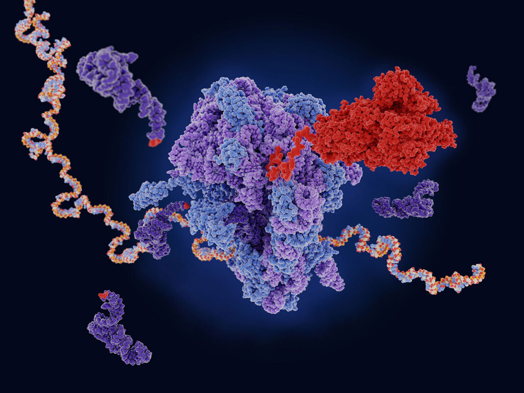 The COVID-19 vaccine mRNA is translated to the viral spike protein in a ribosome