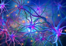 Neurodegeneration Could Be Countered via Activation of Neural Stem Cells