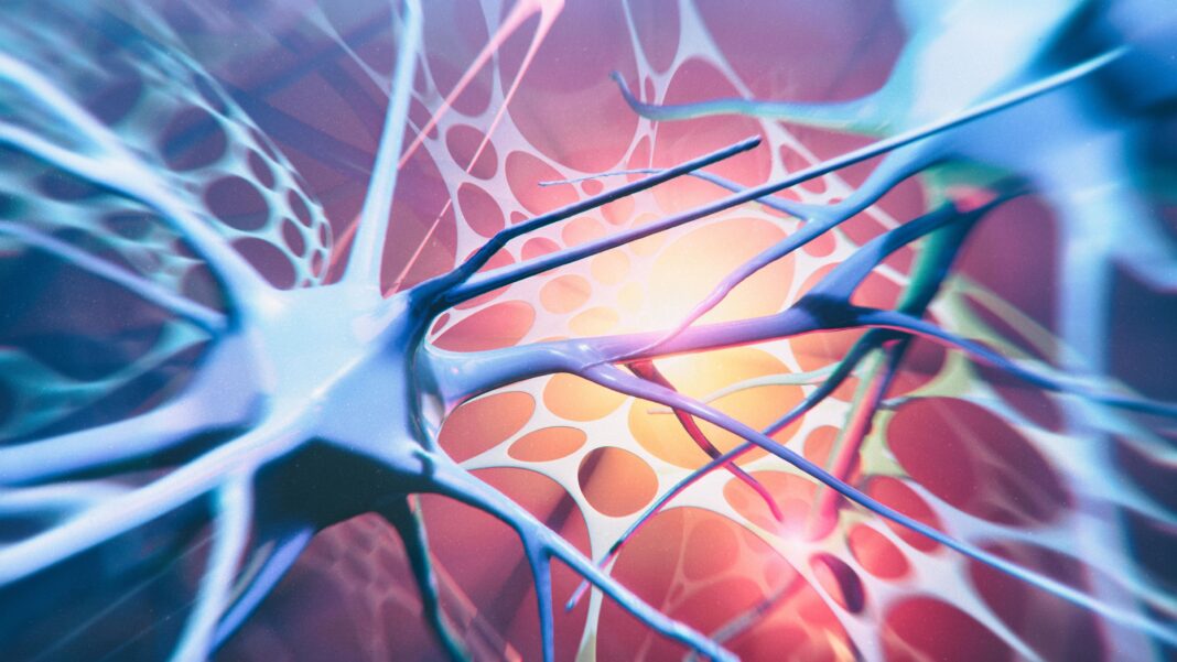 Image of nerves within the central nervous system