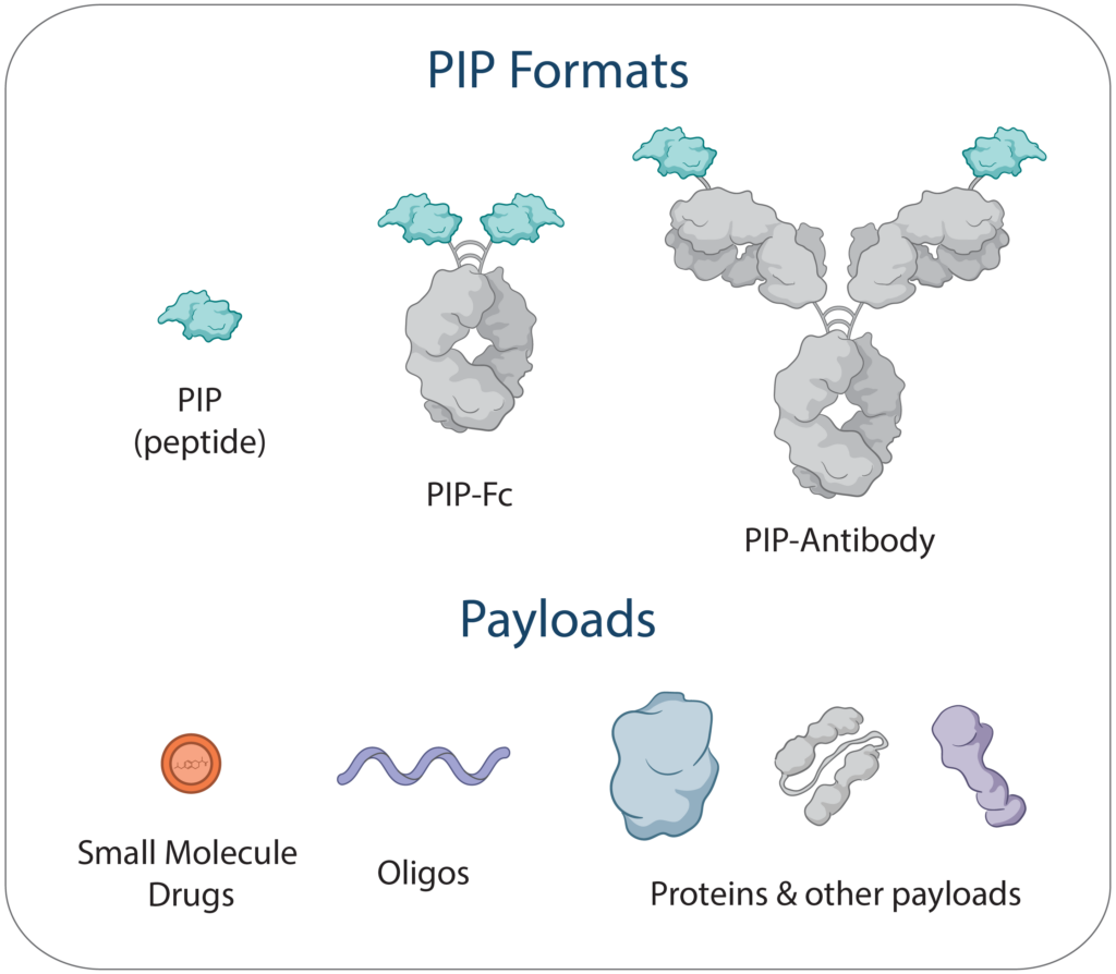 An illustration of different PIP formats and potential payloads [TwoStep Therapeutics]