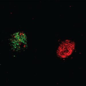 Neurons have variable levels of chromatin compaction, shown as different shades of red. The less compact a neuron, the more likely it is to be recruited into the memory trace (green). [Giulia Santoni (EPFL)]