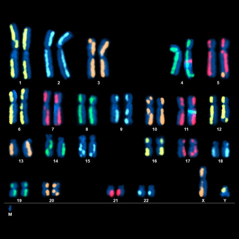 Directional Genomic Hybridization (dGH): A Powerful Technique for Assessing Structural Variants