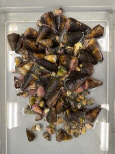 A freshly collected load of poisonous cone snails. [Safavi Lab]