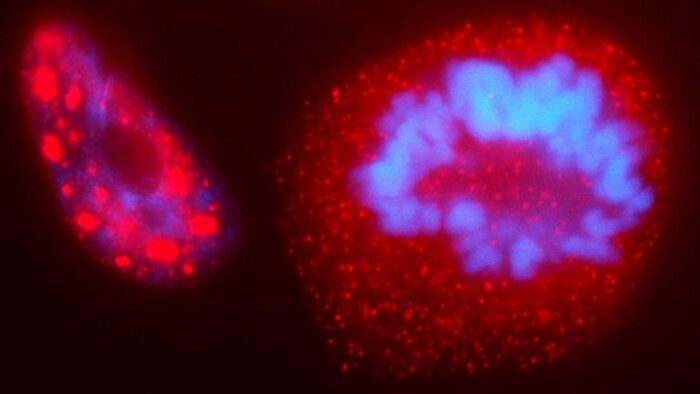 Genome Probed with Light-Sensitive CRISPR-Guided Condensates