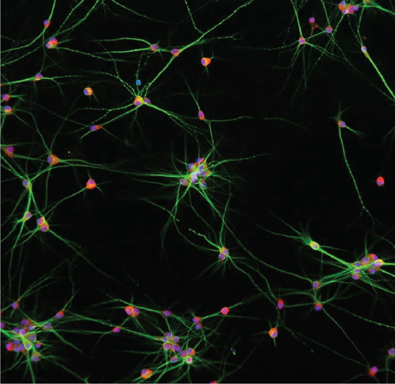 Immunofluorescence Staining Reagent Kit