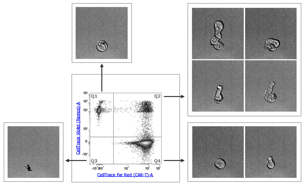 The Attune CytPix Flow Cytometer chart