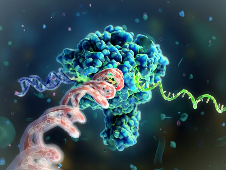 Mastering the Path: Developing Processes for Successful Clinical-Grade mRNA Manufacturing