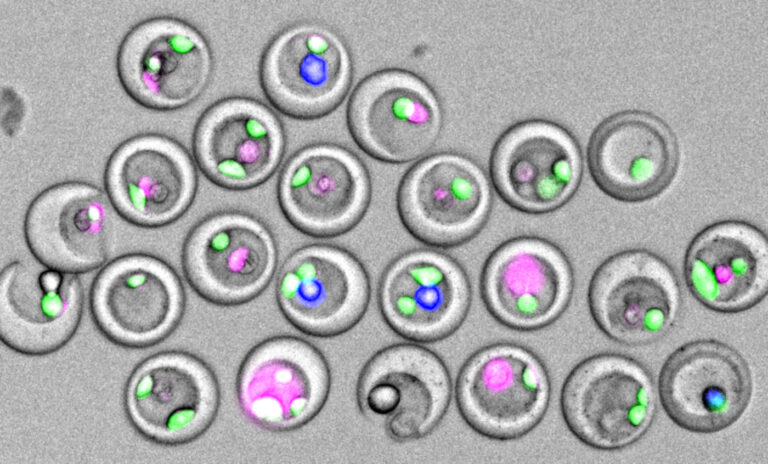 Lab-on-a-Particle Technology Simplifies Single-Cell Assays