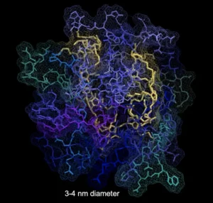 The new treatment leverages peptide-brush polymers, which act as a shield to prevent proteins from binding to one another. Polymer backbone is shown in yellow. Active peptides are in blue and green. [Nathan Gianneschi/Northwestern University]