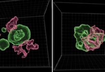 Selfish DNA May Prevent Developmental Regression in Human Embryos