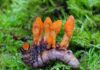 Caterpillar Fungus May Transform Cancer Treatment