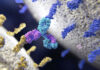 Addressing the Puzzle of Bispecific Antibody Manufacturing