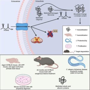 B-hydroxybutyrate is a metabolic regulator of proteostasis in the aged and Alzheimer’s disease brain. [Sid Madhavan, Buck Institute for Research on Aging]