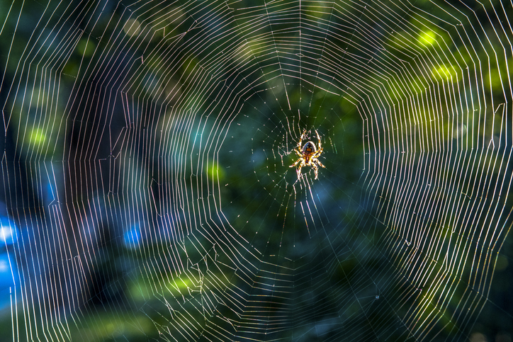 Kraig Biocraft Labs Set to Expand Spider Silk Production in Vietnam