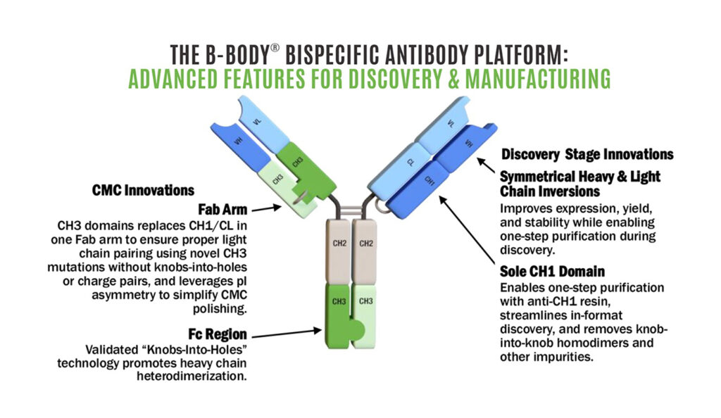 Overview of the B-Body Platform for Accelerated Bispecific Discovery