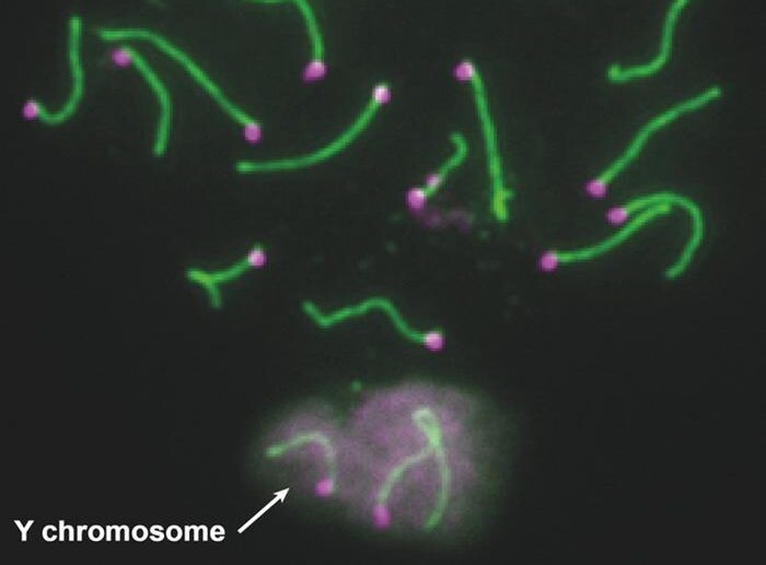 Y Chromosome Genes That Impact Sperm Development and Fertility Uncovered in Mice